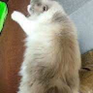 madamsophie